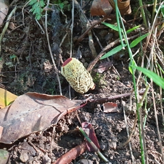 Gymnogaster boletoides