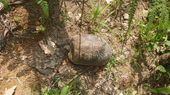 Chelonoidis denticulatus