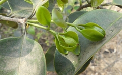 Memecylon umbellatum