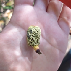 Gymnogaster boletoides