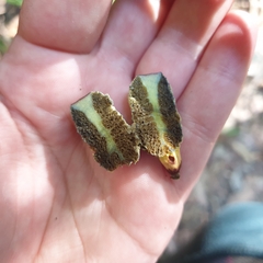 Gymnogaster boletoides