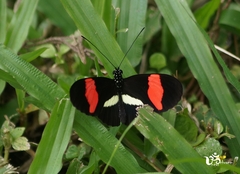 Heliconius melpomene