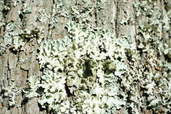 Parmotrema crinitum