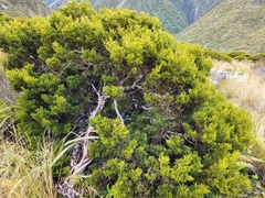 Halocarpus biformis