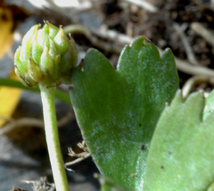 Ranunculus macropus