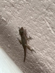 Anolis cristatellus