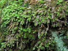 Scapania compacta