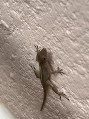 Anolis cristatellus