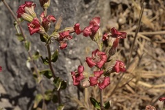 Viviania marifolia