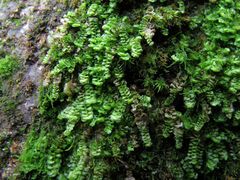 Scapania compacta
