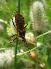 Rhynocoris