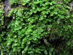 Scapania compacta