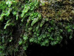 Scapania compacta