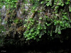 Scapania compacta