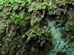 Scapania compacta