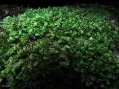 Scapania compacta