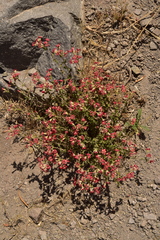 Viviania marifolia