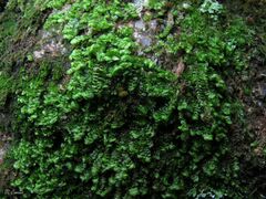Scapania compacta