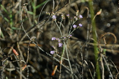 Limonium carolinianum