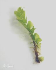 Scapania compacta