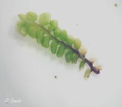 Scapania compacta