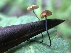 Cryptomarasmius corbariensis