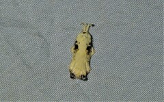 Tonica effractella