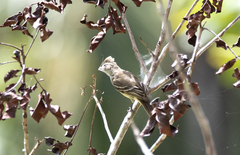 Elaenia flavogaster