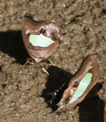 Polyura
