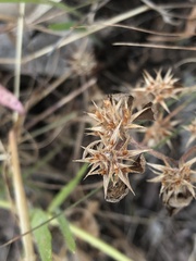 Trifolium scabrum