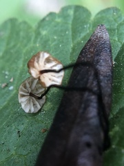 Cryptomarasmius corbariensis