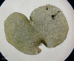 Scapania compacta