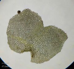 Scapania compacta