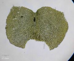 Scapania compacta