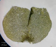 Scapania compacta