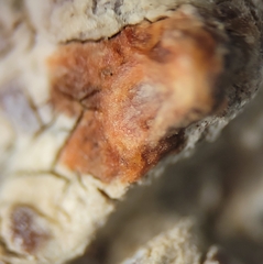 Pachnolepia pruinata