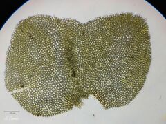 Scapania compacta
