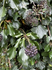 Hedera canariensis
