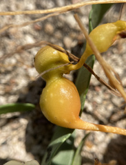 Smicronyx sculpticollis