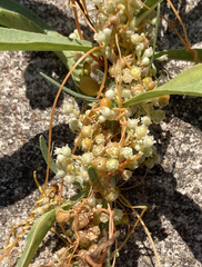 Smicronyx sculpticollis