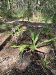Crinum pedunculatum