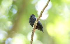 Chiroxiphia pareola