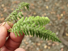 Notogrammitis heterophylla