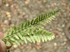 Notogrammitis heterophylla