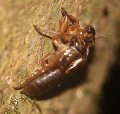 Cicadoidea
