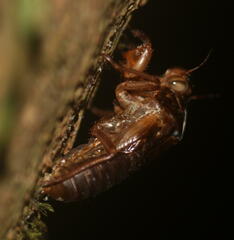 Cicadoidea