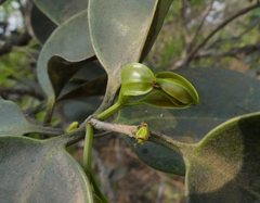 Memecylon umbellatum