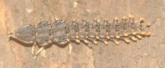 Platerodrilus