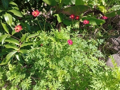 Cosmos caudatus