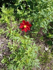 Cosmos caudatus